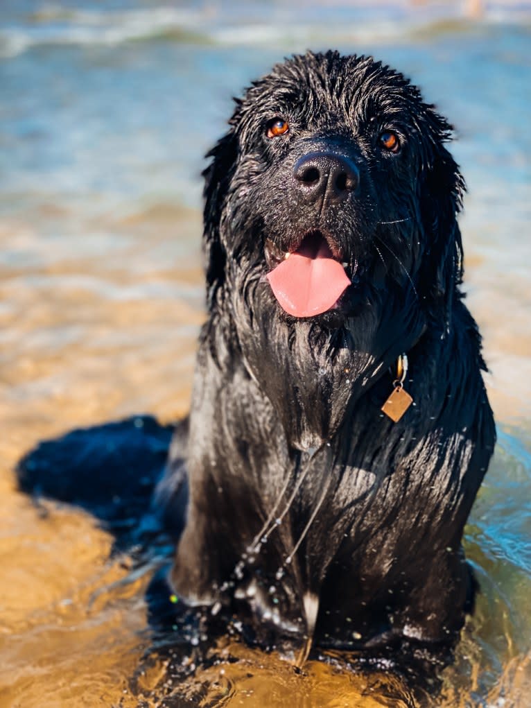 Maggie, a Newfoundland tested with EmbarkVet.com