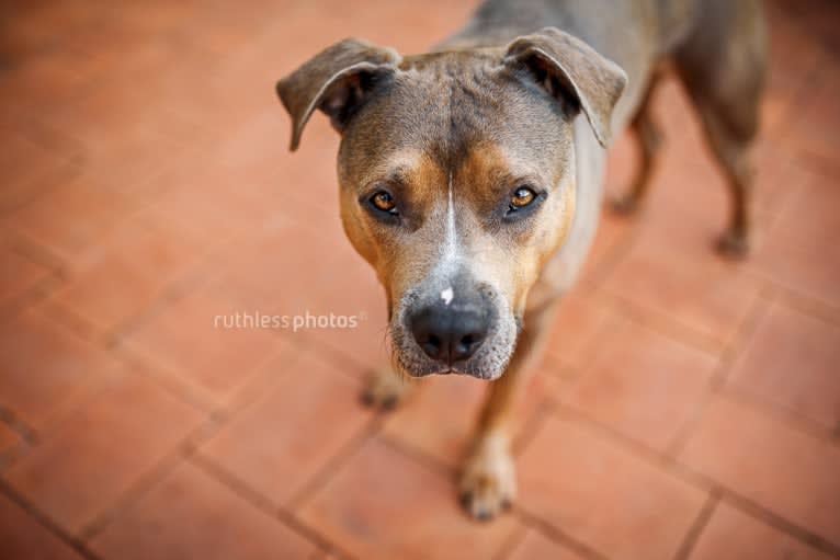 Bruno, an American Staffordshire Terrier tested with EmbarkVet.com