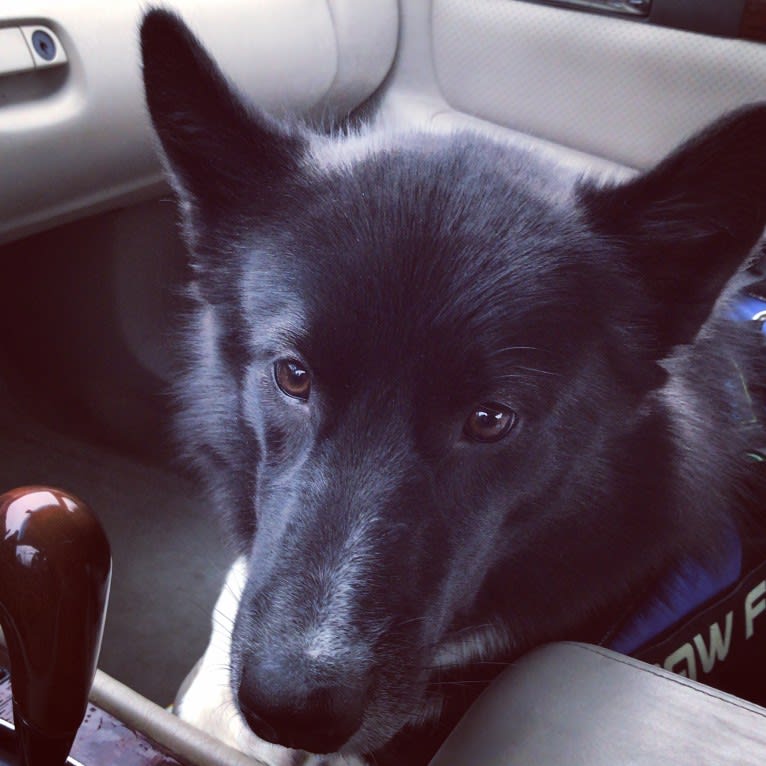 Mishka, an Alaskan Malamute and Canadian Eskimo Dog mix tested with EmbarkVet.com