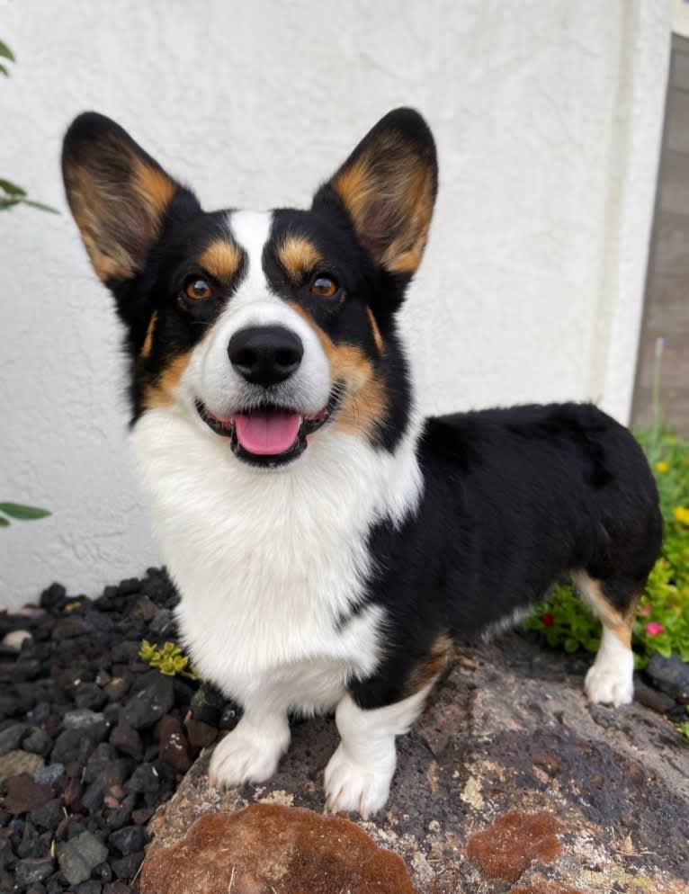 Curby, a Pembroke Welsh Corgi tested with EmbarkVet.com