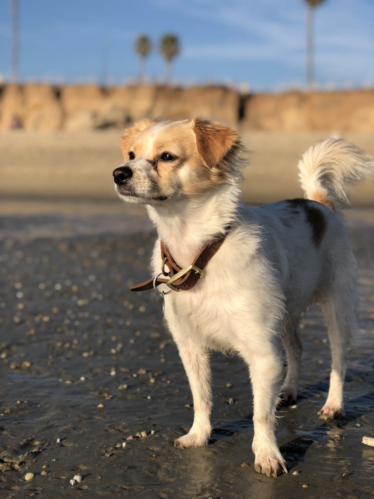 Pliny, a Chihuahua and Poodle (Small) mix tested with EmbarkVet.com