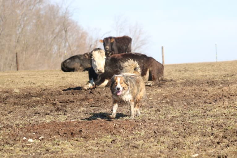 Mesa, an English Shepherd tested with EmbarkVet.com