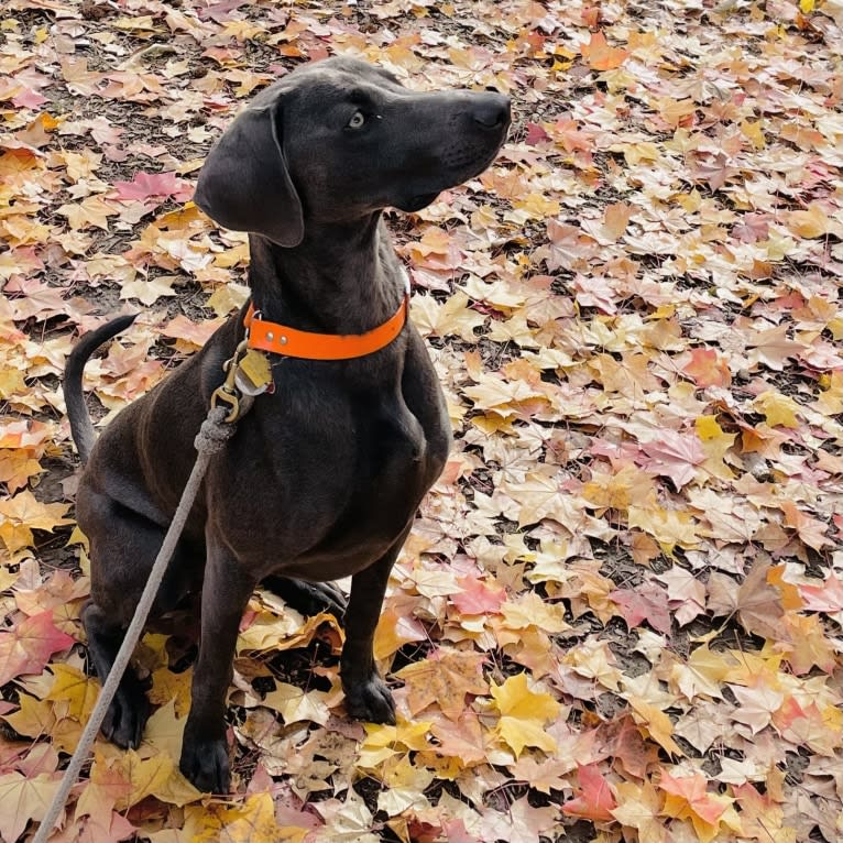 Remy, a Weimaraner tested with EmbarkVet.com