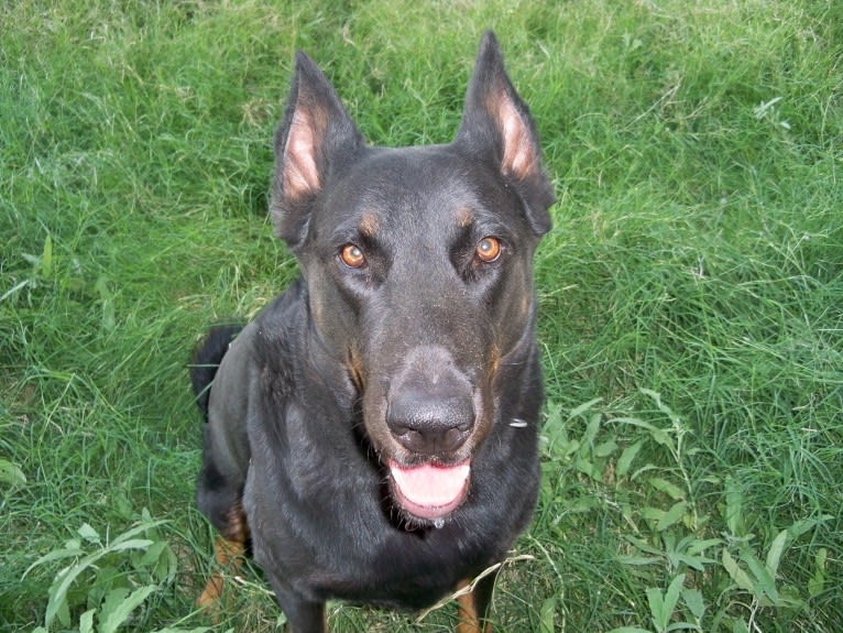 Meg, a Beauceron tested with EmbarkVet.com