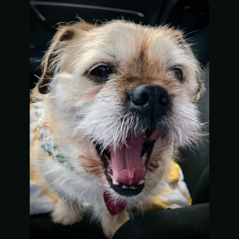 Winston, a Pugapoo tested with EmbarkVet.com