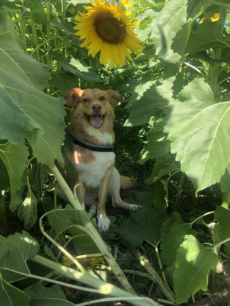 Minnie, an Australian Cattle Dog and German Shepherd Dog mix tested with EmbarkVet.com