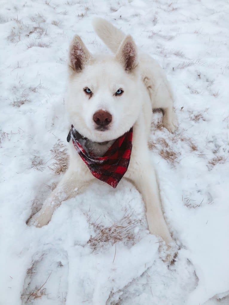 Recon, a Siberian Husky tested with EmbarkVet.com