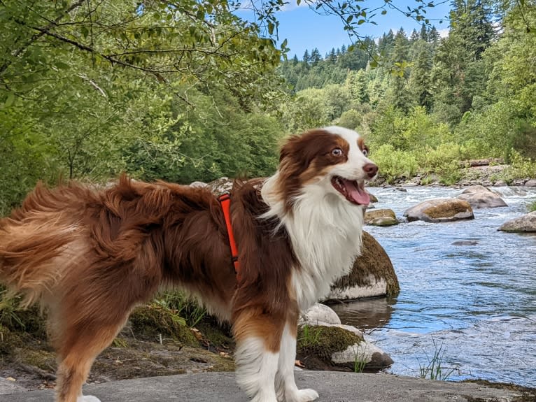 Ludo, an Australian Shepherd tested with EmbarkVet.com