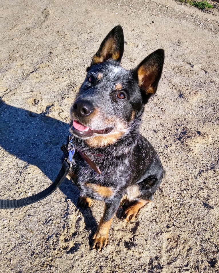 Buck (Little Monster, Little Bear), an Australian Cattle Dog tested with EmbarkVet.com