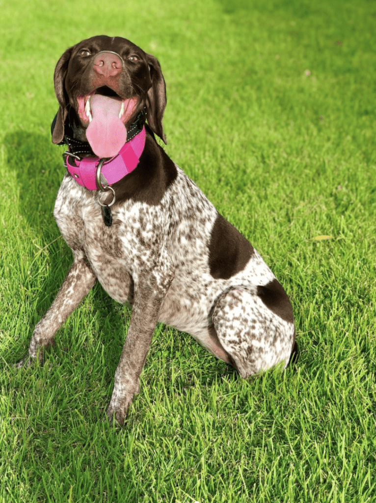 Marcela, a German Shorthaired Pointer tested with EmbarkVet.com