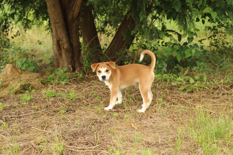 Joe, a Carolina Dog tested with EmbarkVet.com