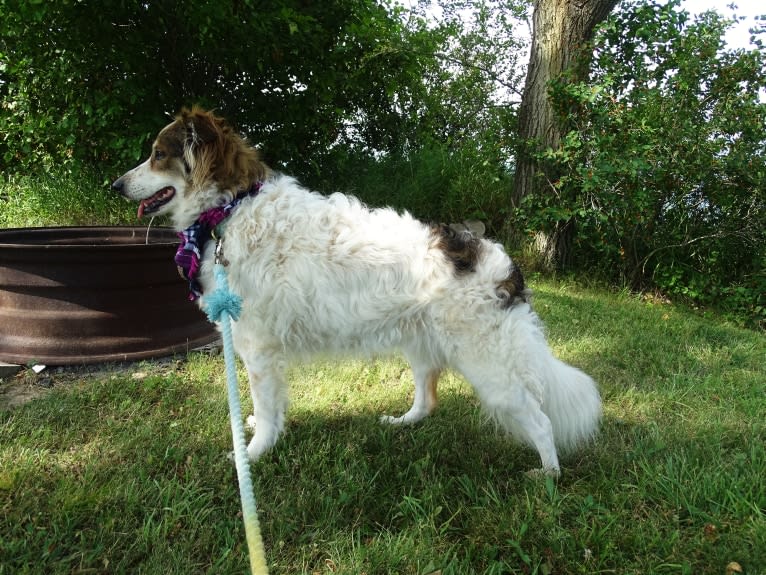 Zoey, a Border Collie and Maremma Sheepdog mix tested with EmbarkVet.com