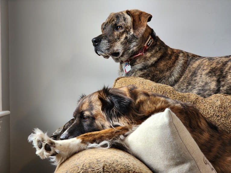Brindley, a Great Pyrenees and Catahoula Leopard Dog mix tested with EmbarkVet.com