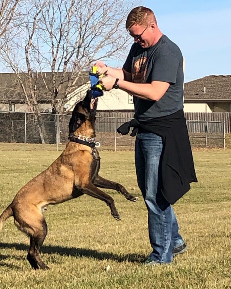 Nico, a Belgian Shepherd tested with EmbarkVet.com