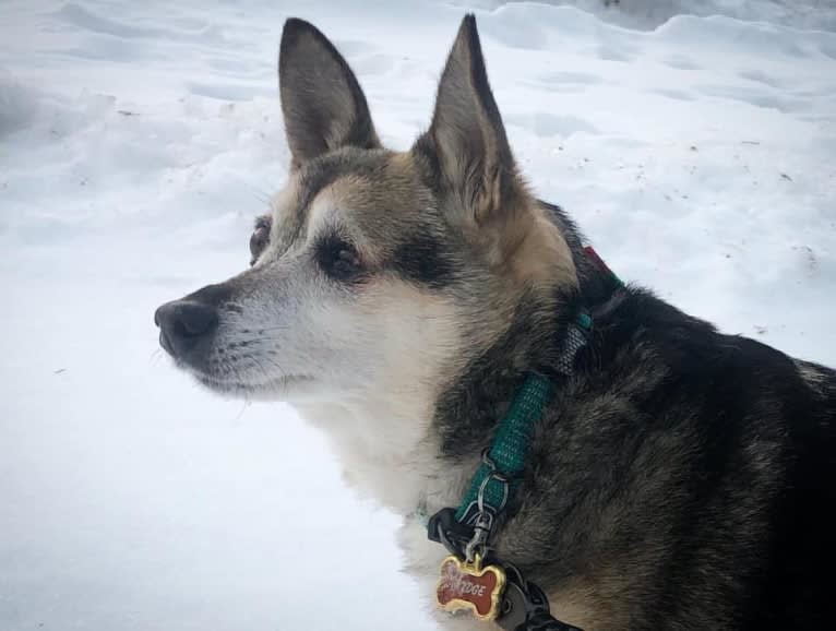 Midge, a Chihuahua and Australian Shepherd mix tested with EmbarkVet.com