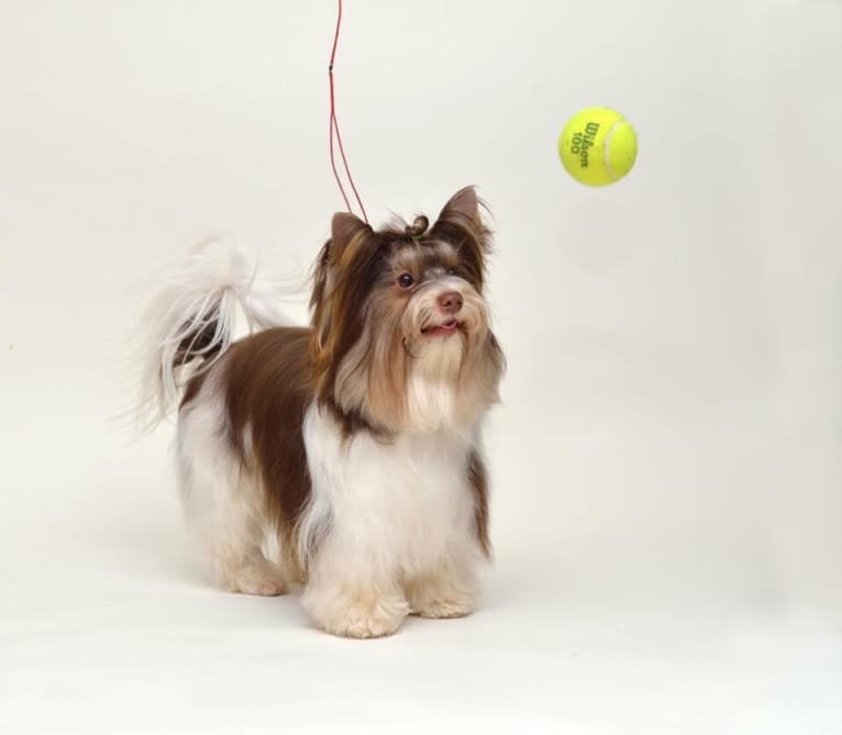 Candice, a Biewer Terrier tested with EmbarkVet.com