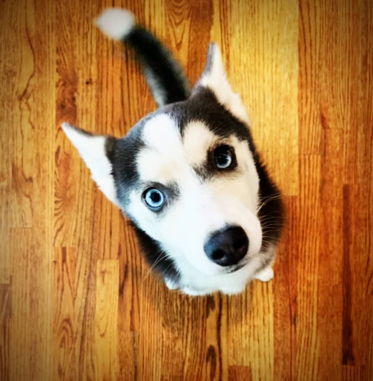 SKADI, a Pomsky tested with EmbarkVet.com