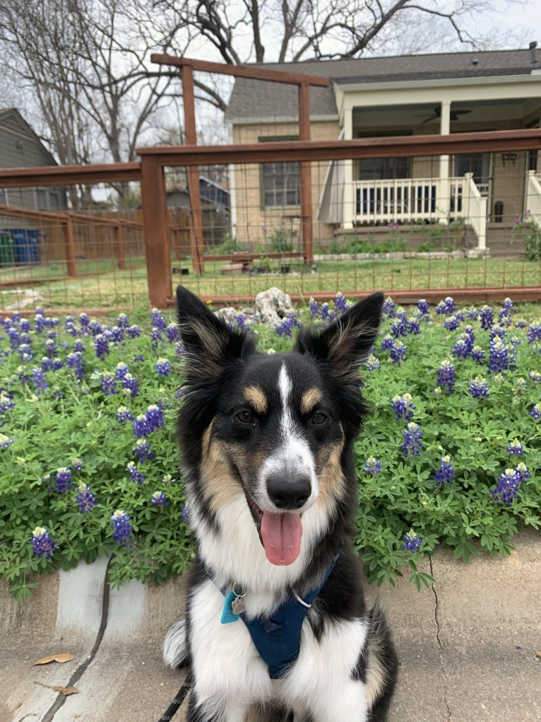 Tim, an Australian Shepherd tested with EmbarkVet.com