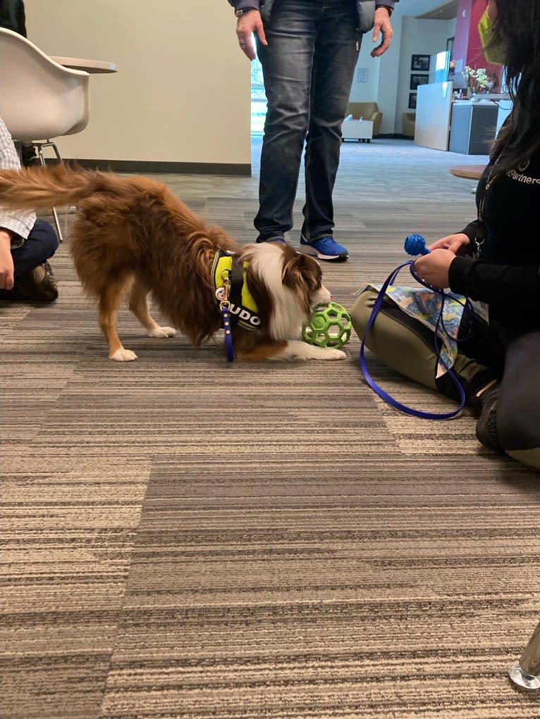 Ludo, an Australian Shepherd tested with EmbarkVet.com