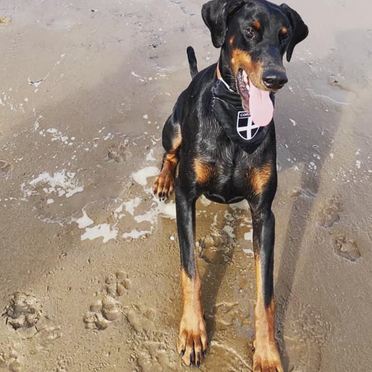 Toby, a Doberman Pinscher tested with EmbarkVet.com