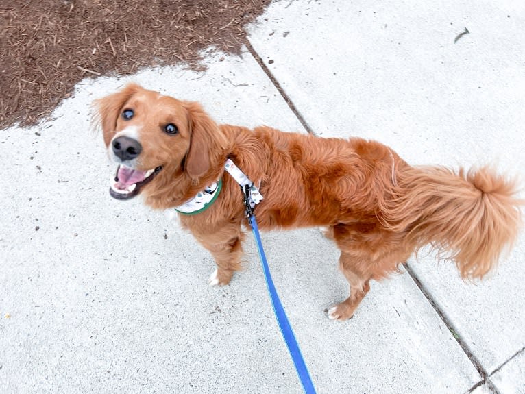 Benny, a Goldendoodle tested with EmbarkVet.com