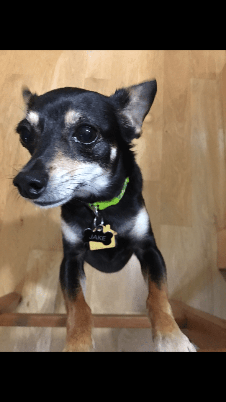 Jake, a Chihuahua and Dachshund mix tested with EmbarkVet.com