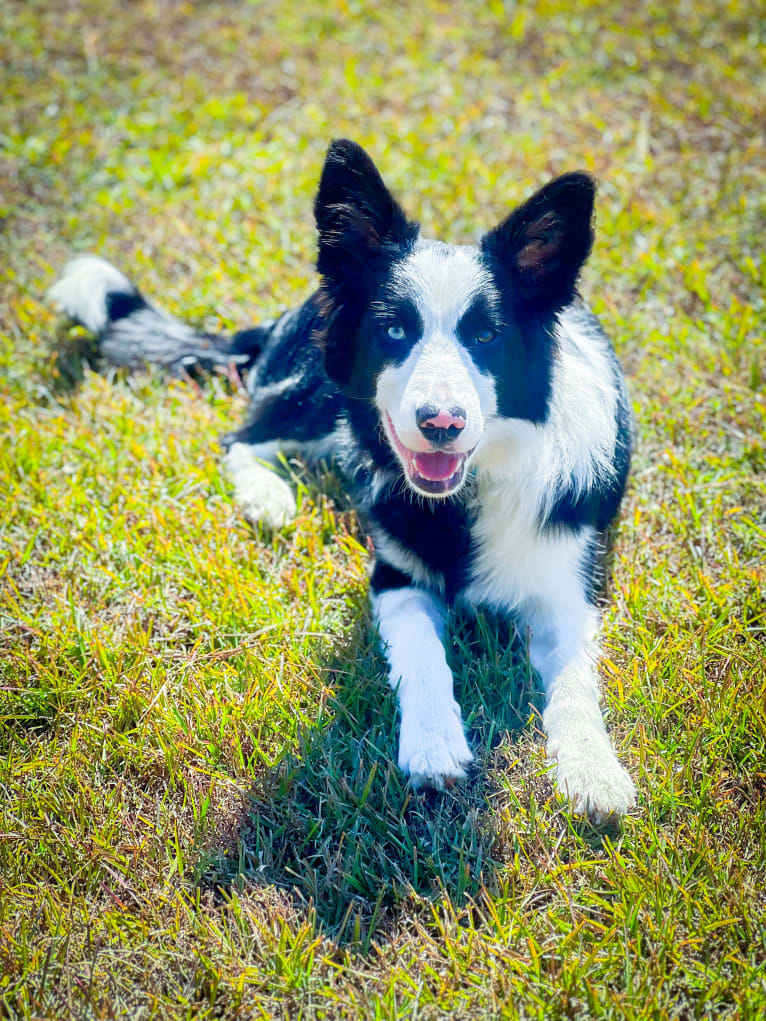 Blue, a Border Collie tested with EmbarkVet.com