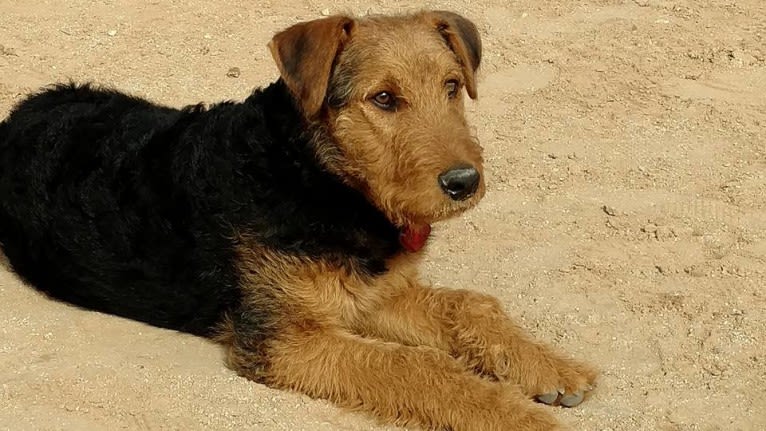 Kratos, an Airedale Terrier tested with EmbarkVet.com