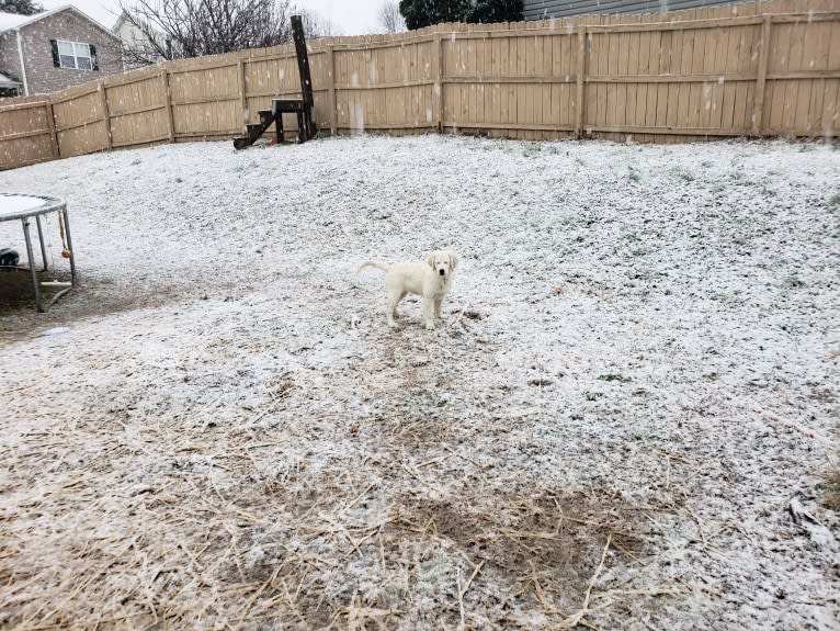 Zahavah, a Golden Retriever tested with EmbarkVet.com