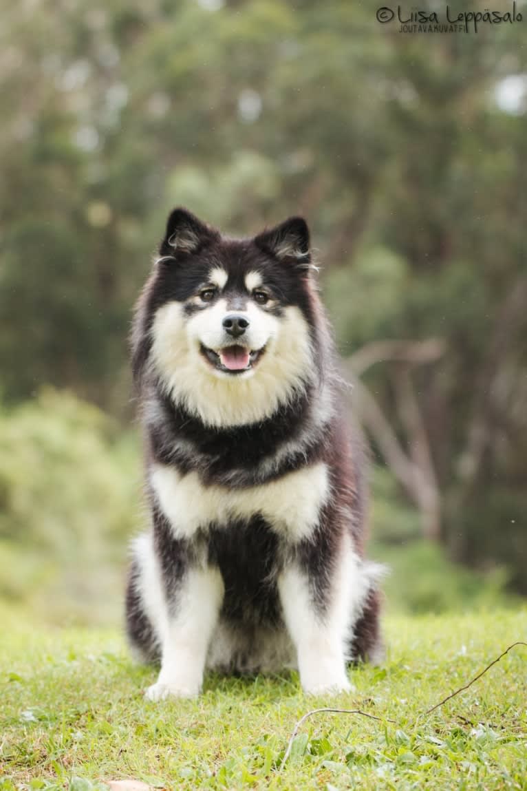 Skadi, a Finnish Lapphund tested with EmbarkVet.com