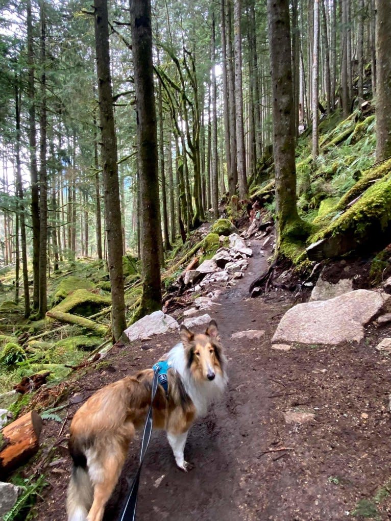 Memphis, a Collie tested with EmbarkVet.com