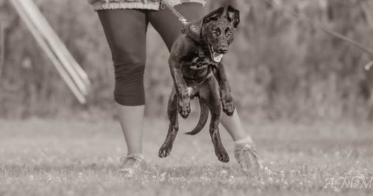 Franky, a Belgian Shepherd tested with EmbarkVet.com