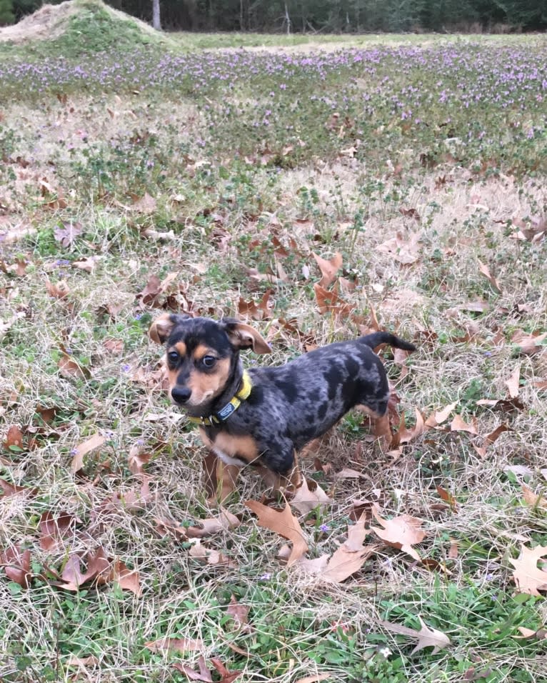 Ralph, a Dachshund and Chihuahua mix tested with EmbarkVet.com