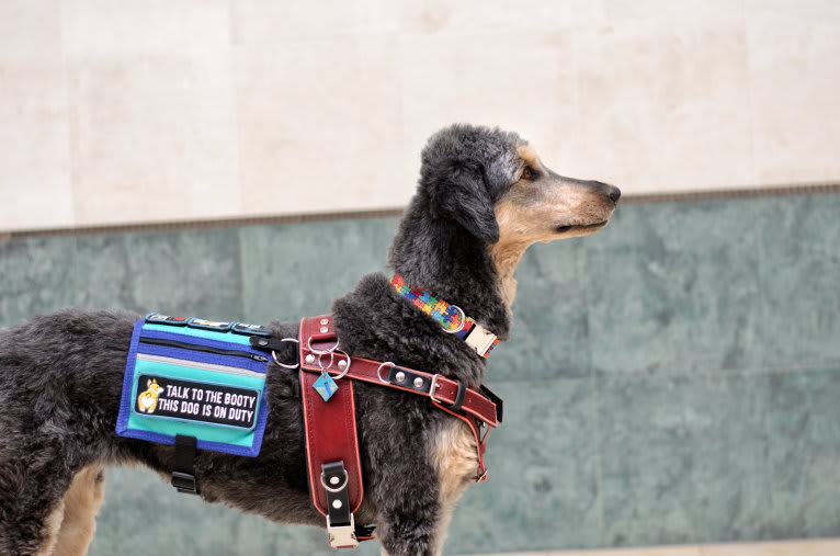 Hayley, an Aussiedoodle tested with EmbarkVet.com