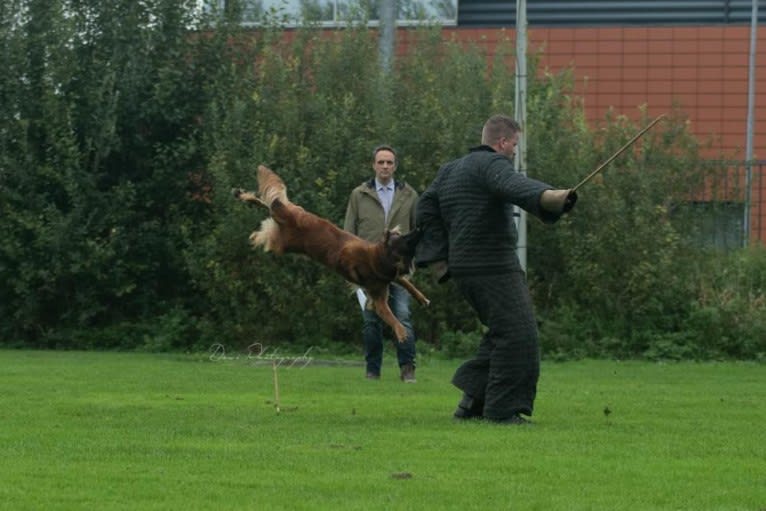 Ocean van de Zilveren Loop, a Belgian Shepherd tested with EmbarkVet.com