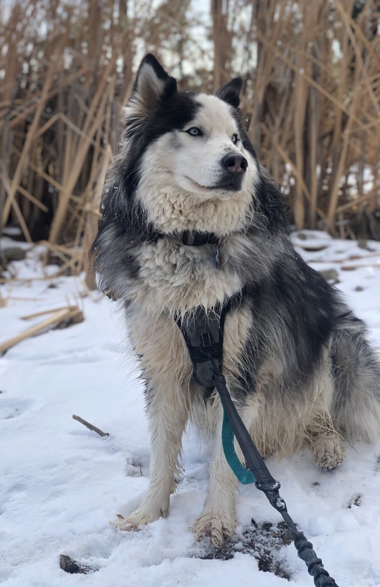 Jack, a Siberian Husky tested with EmbarkVet.com