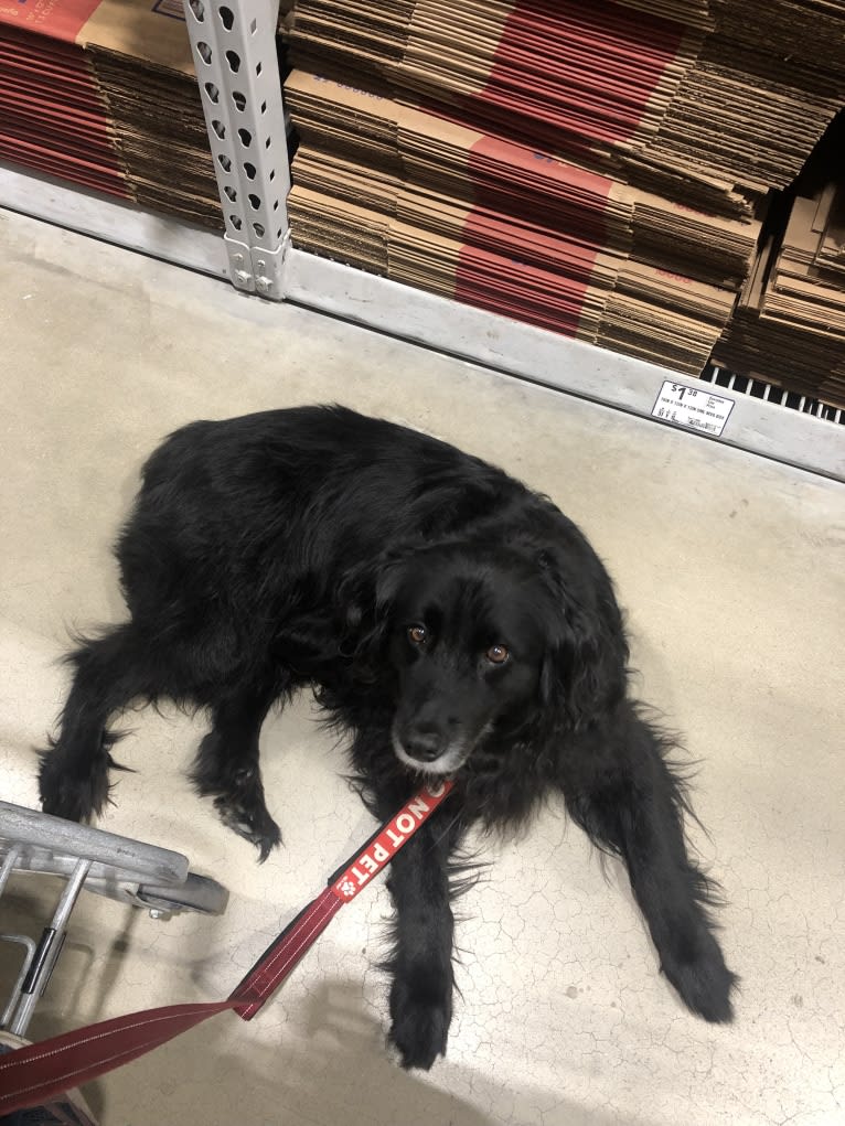 Rogue Franklin, a Golden Retriever and Border Collie mix tested with EmbarkVet.com