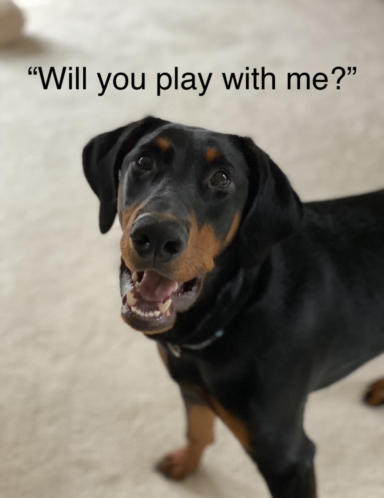 Arlo, a Doberman Pinscher tested with EmbarkVet.com