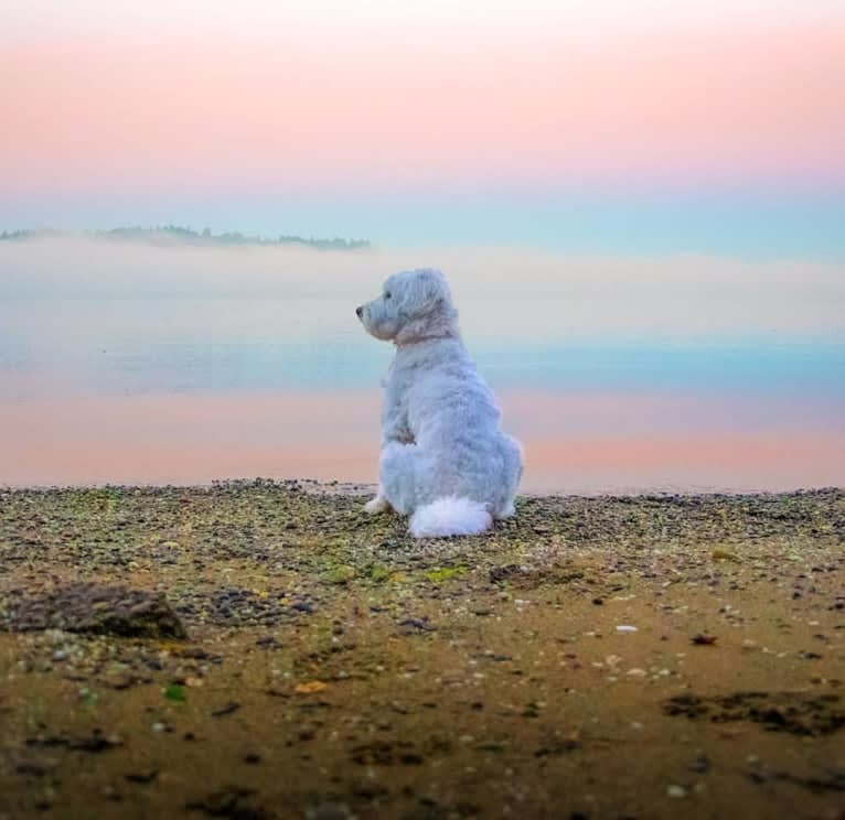 Penelope, a Poodle (Small) and Lhasa Apso mix tested with EmbarkVet.com