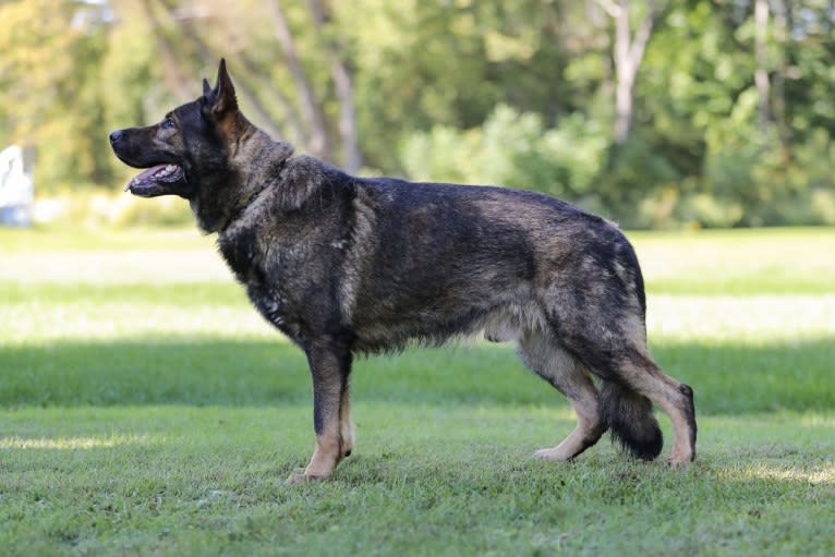 Draco, a German Shepherd Dog tested with EmbarkVet.com