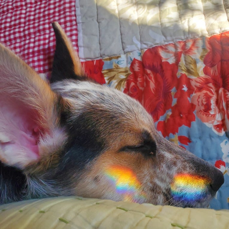 Flora, an Australian Cattle Dog and Siberian Husky mix tested with EmbarkVet.com