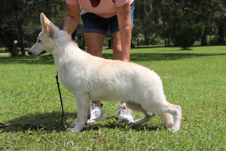 Winter, a White Shepherd tested with EmbarkVet.com