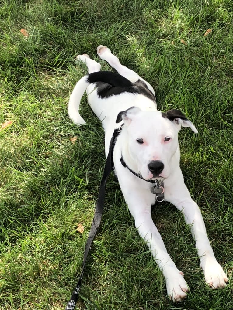 Kai, an American Pit Bull Terrier and American Staffordshire Terrier mix tested with EmbarkVet.com