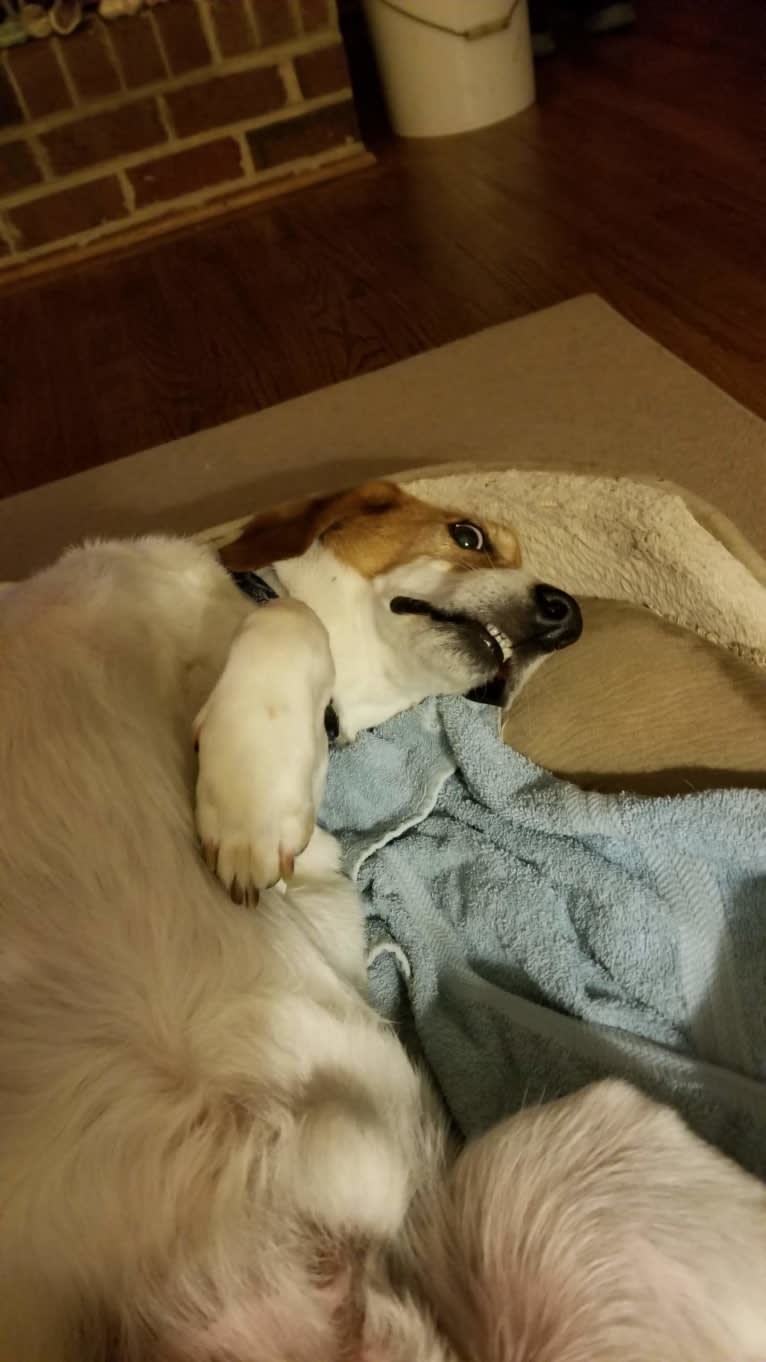 Barney, a Basset Hound and Treeing Walker Coonhound mix tested with EmbarkVet.com