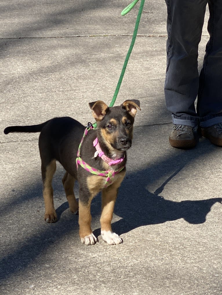 Lola, a German Shepherd Dog and American Pit Bull Terrier mix tested with EmbarkVet.com