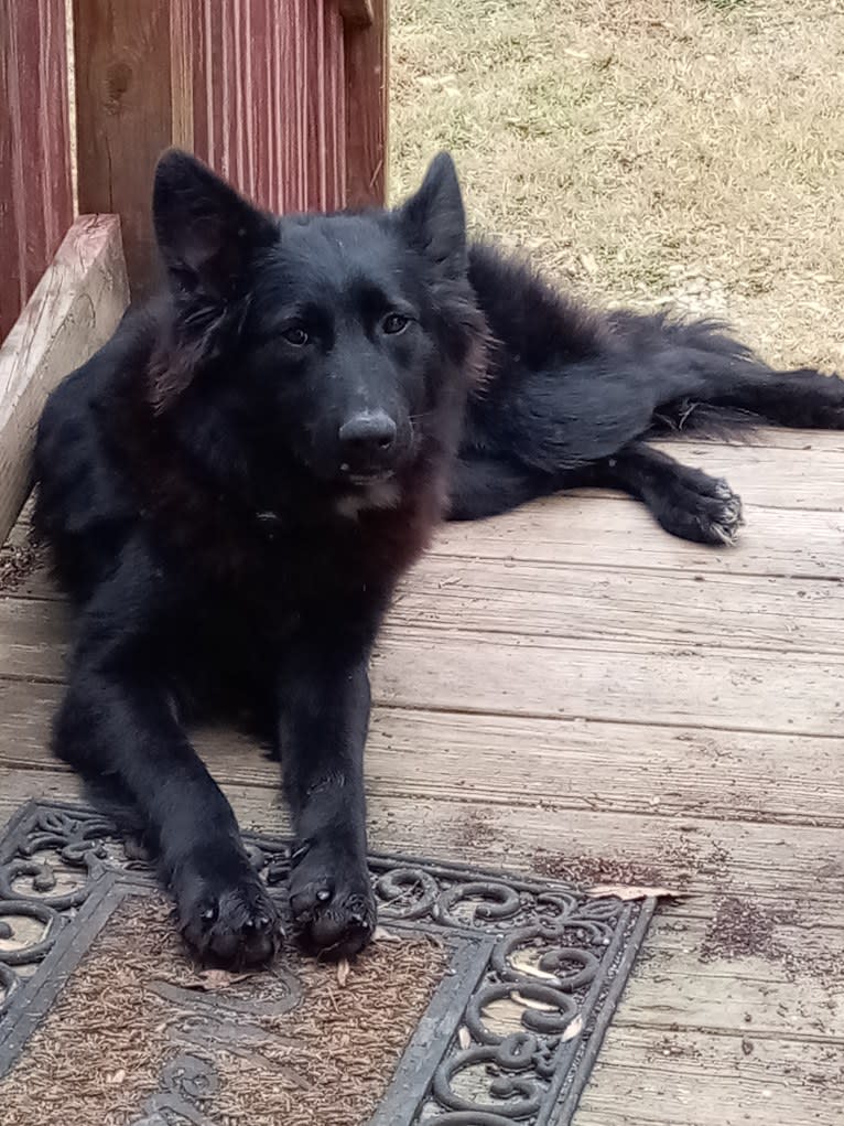 Dixie, a German Shepherd Dog and Australian Shepherd mix tested with EmbarkVet.com