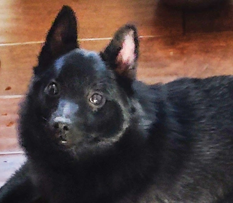 Zala or Txiki, a Schipperke tested with EmbarkVet.com