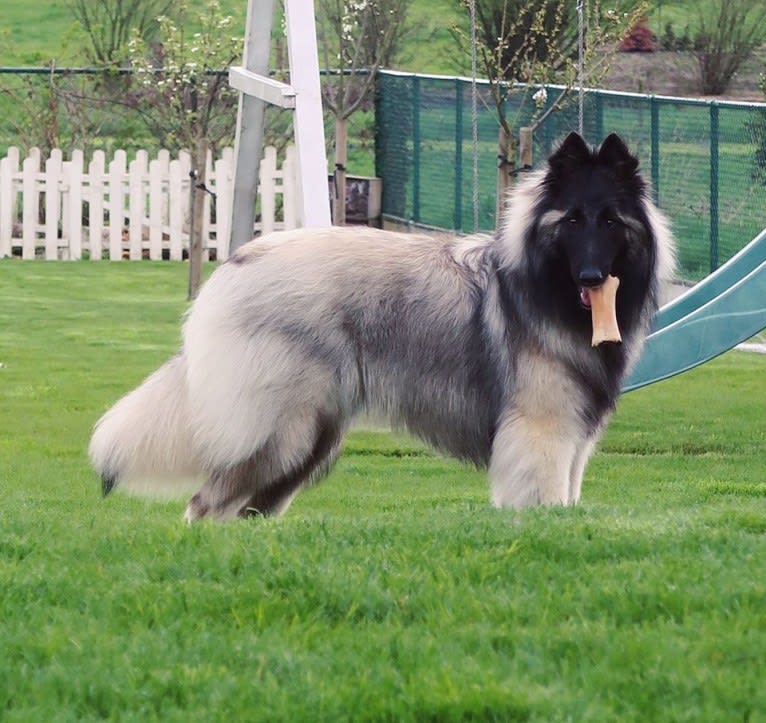 Qoiva de Roanelle, a Belgian Shepherd tested with EmbarkVet.com