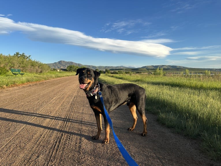 Jasper, a Rottweiler tested with EmbarkVet.com