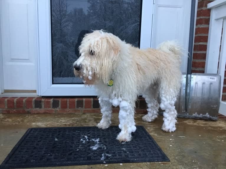 Cam, a Miniature Schnauzer and Cocker Spaniel mix tested with EmbarkVet.com